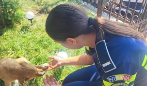 Amenzi de peste 57.000 de lei și dosare penale după controalele polițiștilor pentru protecția animalelor din Vaslui – stiriest.ro