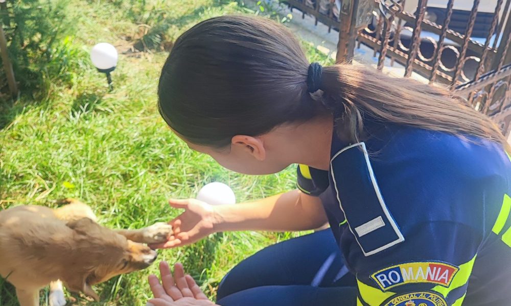 Amenzi de peste 57.000 de lei și dosare penale după controalele polițiștilor pentru protecția animalelor din Vaslui – stiriest.ro