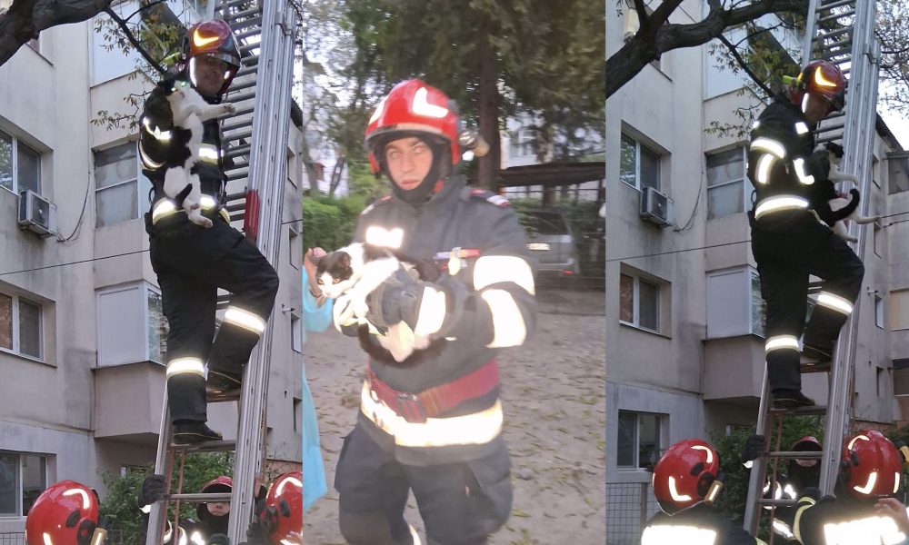 Pisică blocată două zile într-un copac, salvată de pompierii din Bârlad – stiriest.ro