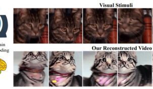 AI tool generates video from brain activity