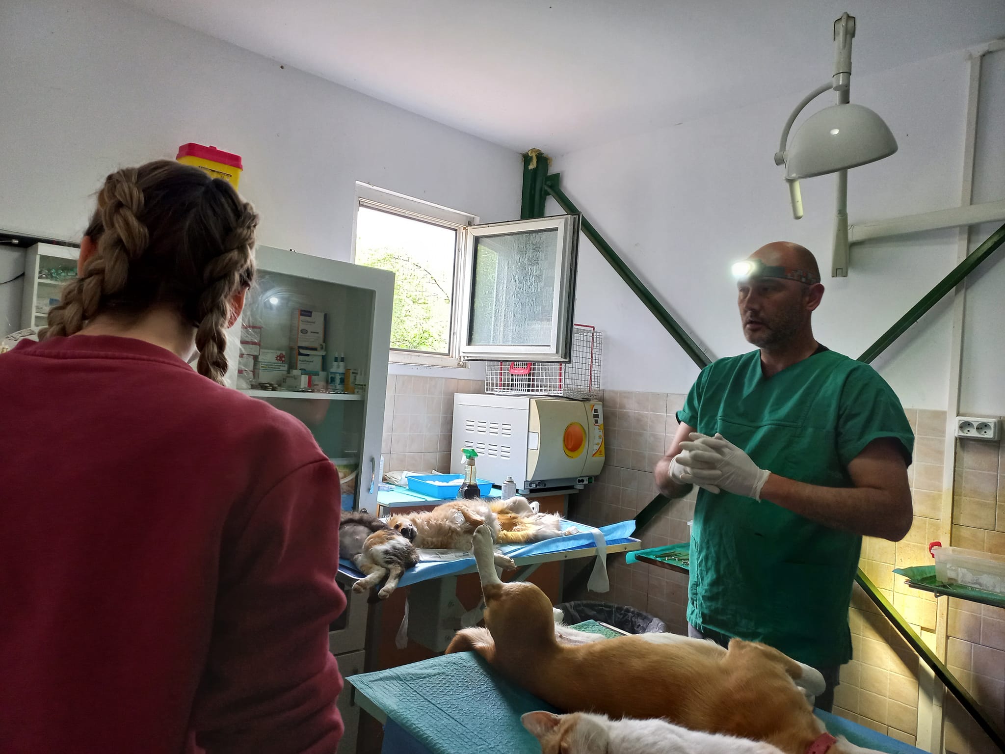 Responsabilitate! 164 de animale sterilizate cu succes în campania Asociației Free Amely 2007