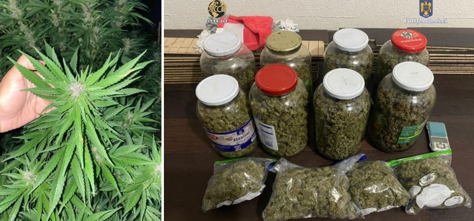VIDEO Percheziții în Timiș! O nouă plantație de cannabis, descoperită de polițiști