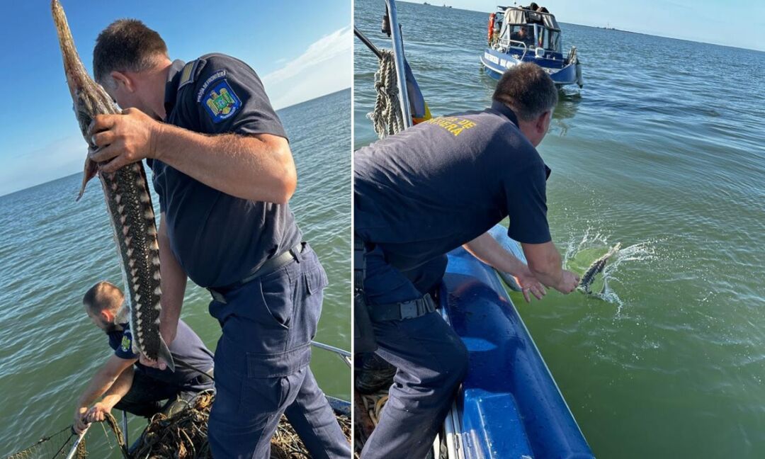 Sturioni vii salvați din plasele braconierilor!