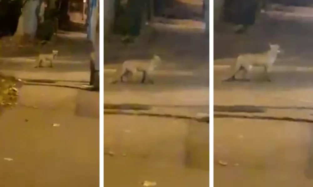 Bărbatul care a omorât în chinuri groaznice pisica unei vecine, apărat de prieteni