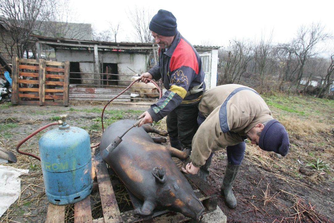 OFICIAL: Creșterea, sacrificarea porcilor în gospodăria țărănească și comercializarea acestora NU va fi interzisă!