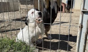 Casă nouă! Aproape 100 de căței și pisici și-au găsit stăpâni prin intermediul Asociației Free Amely 2007 – Redeșteptarea