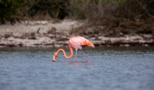 A flamingo lowers its neck to drink from the water it is standing in. Its neck bends like a backwards letter S and its legs are slightly spread apart. The flamingo's body is a rosy pink, with darker pink legs, and a more coral pink color on its neck and wings.