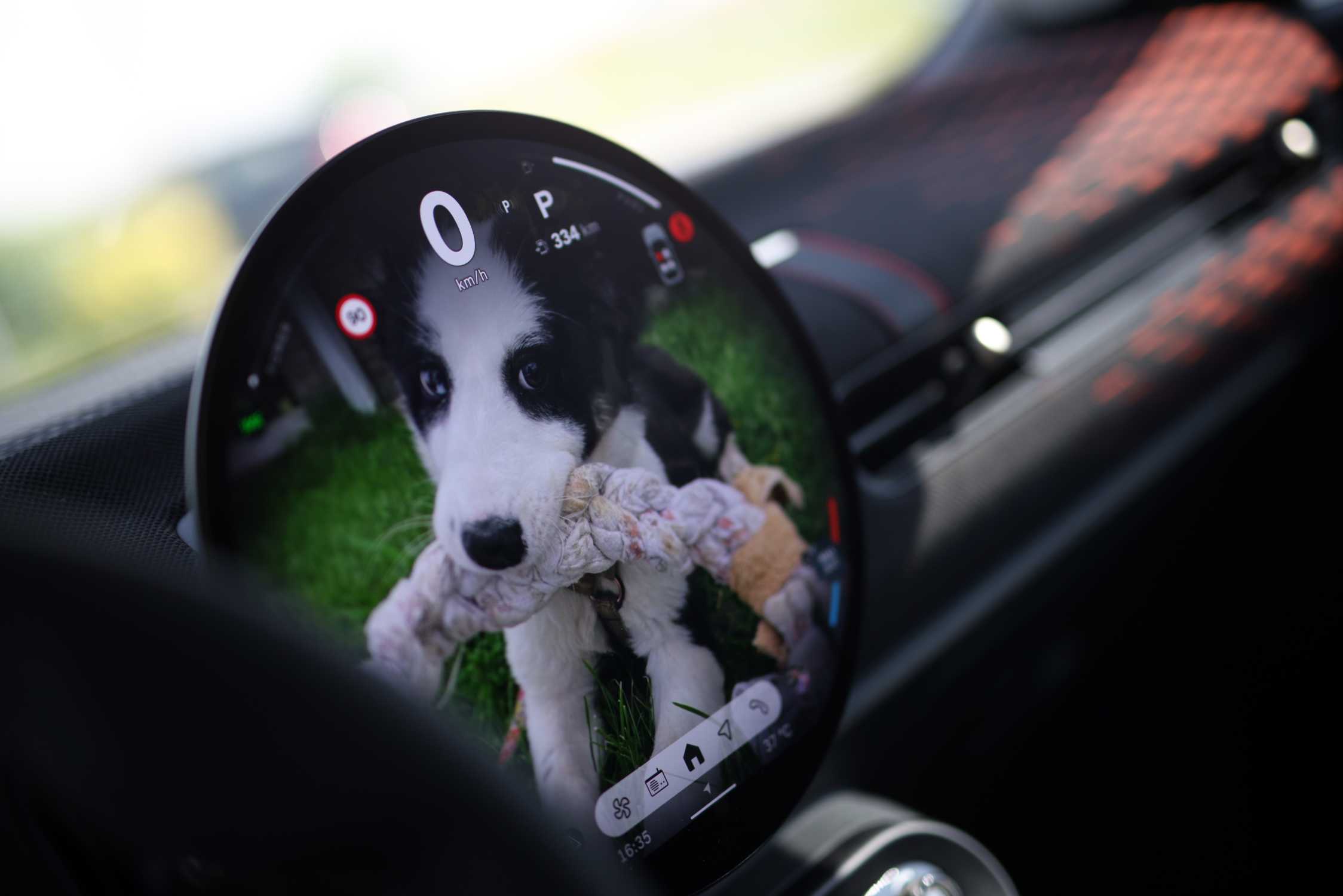 Noile modele MINI în vizită la „Urme de Bucurie“, caravană pentru protecţia animalelor