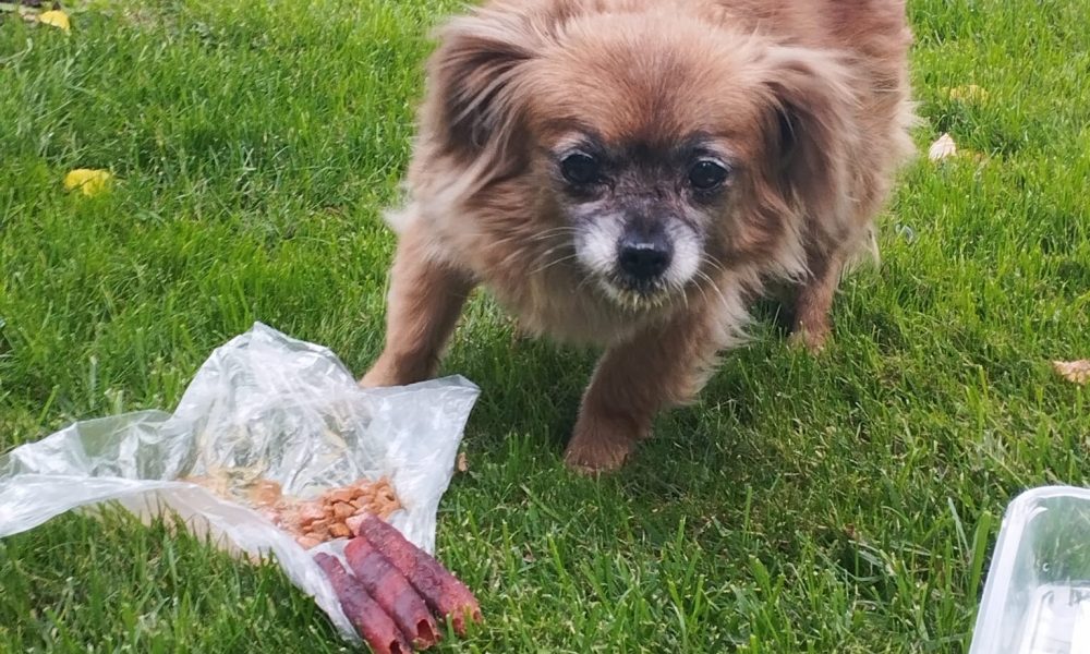 Căţel bătrân abandonat în centrul Vasluiului. Bietul animal caută o mână de ajutor- FOTO