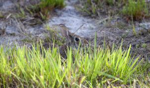 A brown rabbit's back and head are just visible between blades of green grass.