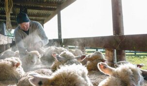 Pesta micilor rumegătoare se extinde: Focar depistat și la Babadag!