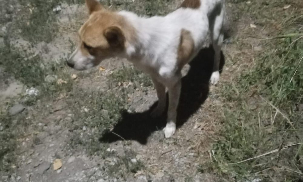 Un câine nu se dă dus de la mormântul stăpânului său. Povestea sfâșietoare a lui Lăbuș- FOTO