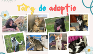 Ești în căutarea unui mic blănos care să îți țină companie? Vino la târgul de adopție organizat de Asociația Poli și dă șansă unui suflet blând!