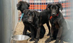 „Și mie îmi stă bine în lesă! Ia-mă acasă!”, este sloganul târgului de adopție a câinilor din adăpostul public, organizat la Timișoara!