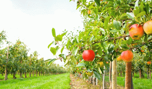 Nu rata ocazia de a-ți cultiva fructele acasă! Pomi fructiferi de vânzare la Stațiunea Didactică Timișoara