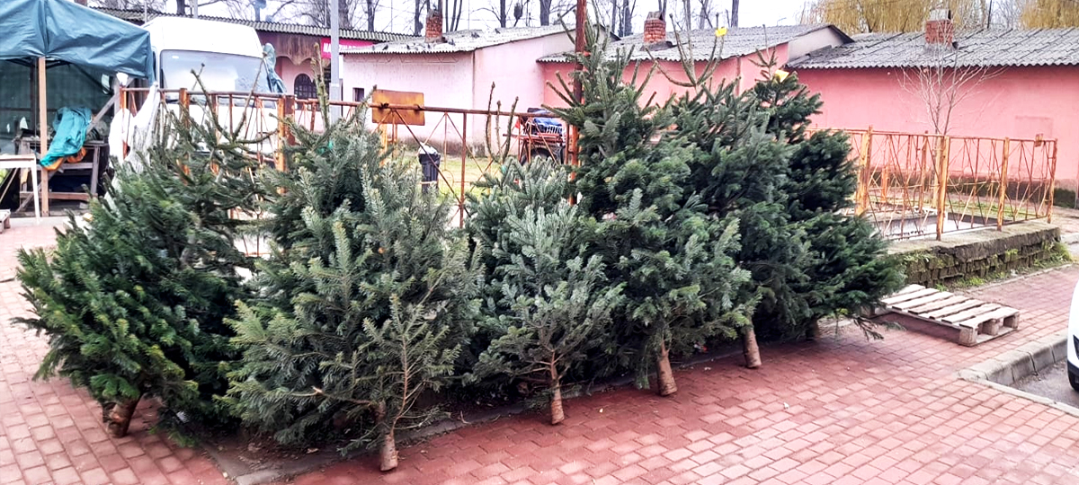 Au apărut brazii în piață! Prețurile sunt pentru buzunarele tuturor