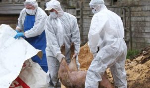 Proiectul „Noi tehnologii pentru pesta porcină africană” încheie primul an de cercetare a soluțiilor împotriva virusului! Ce progrese a înregistrat echipa?