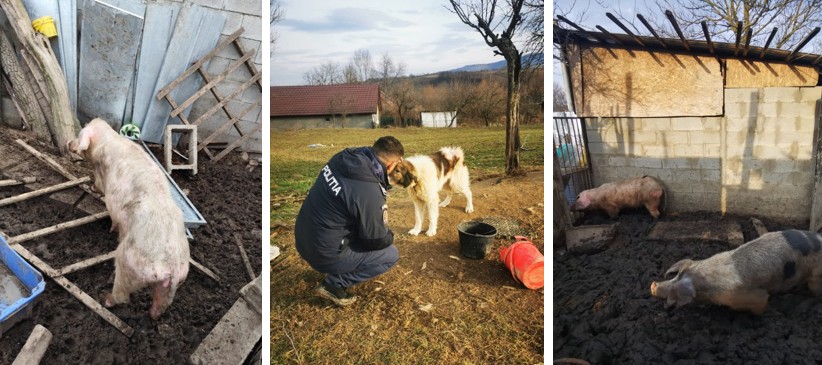 Incredibil ce au găsit polițiștii în ograda unei femei! Zeci de animale erau ținute în condiții greu de imaginat, iar unele dintre ele erau moarte!