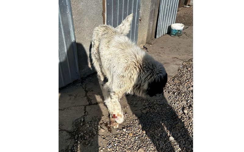Câine, rănit grav, salvat de polițiștii de la Protecția Animalelor! Proprietara a primit amenda maximă, în valoare de 13 mii de lei