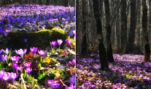 VIDEO: Raiul pe pământ e lângă Timișoara! Imagini fabuloase din "Dumbrava minunată" în care au înflorit brândușele