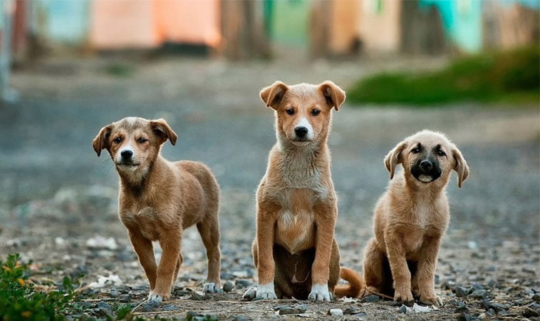 Sterilizare gratuită a câinilor și pisicilor, la Timișoara! În paralel continuă și recensământul animalelor