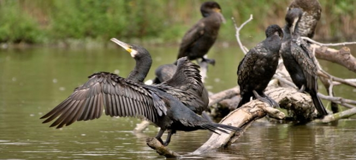 Dăunător nou! Numărul cormoranilor în zonă a crescut îngijorător de mult, conform evaluării asociaţiei de vânători