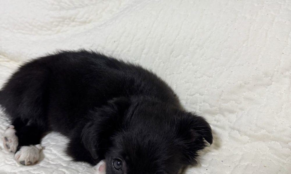 Abandonată în Săptămâna Mare la o ghenă de gunoi, Victoria a fost adoptată de pisica familiei care a salvat-o
