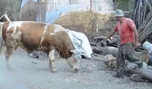 Un bărbat din Văcăreni a fost rănit foarte grav de coarnele unui taur