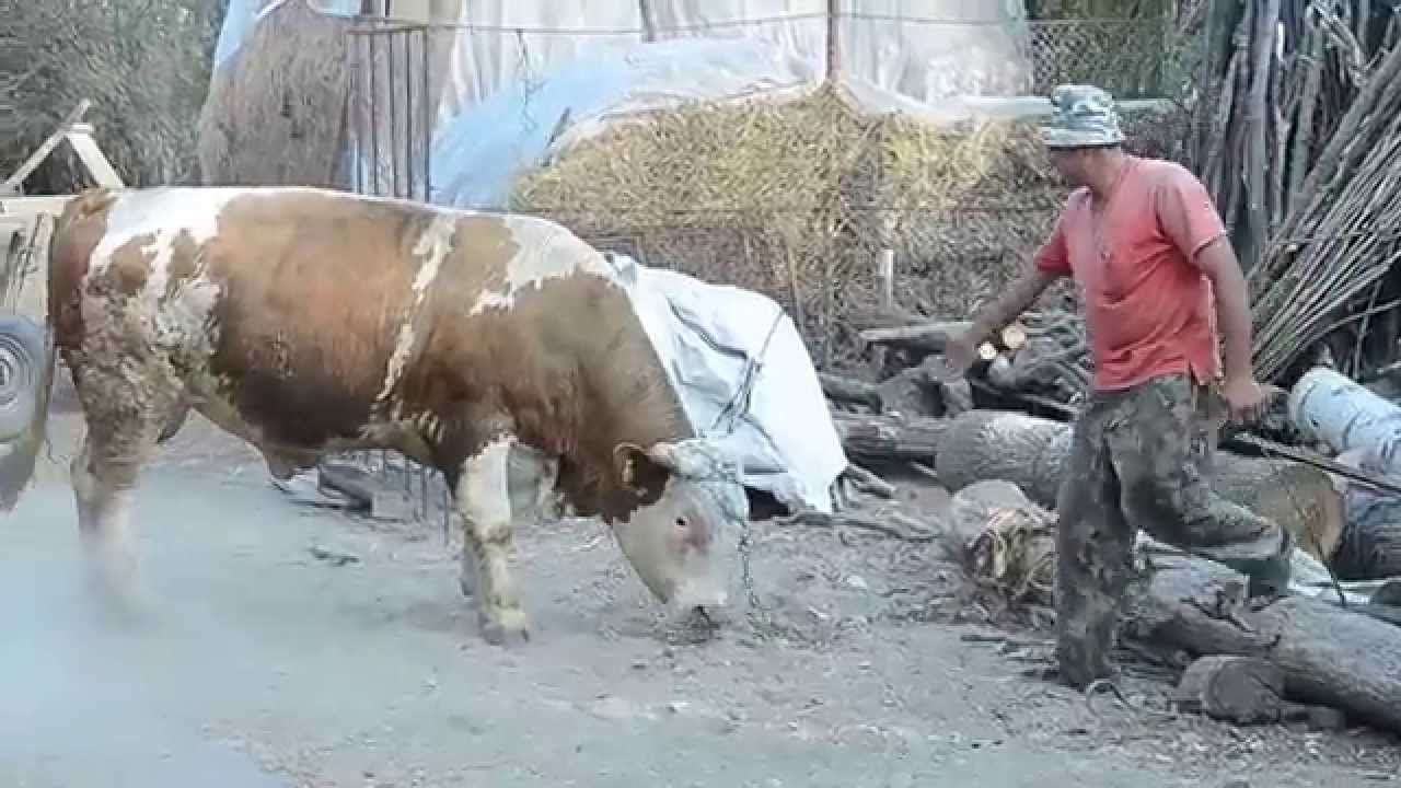 Un bărbat din Văcăreni a fost rănit foarte grav de coarnele unui taur