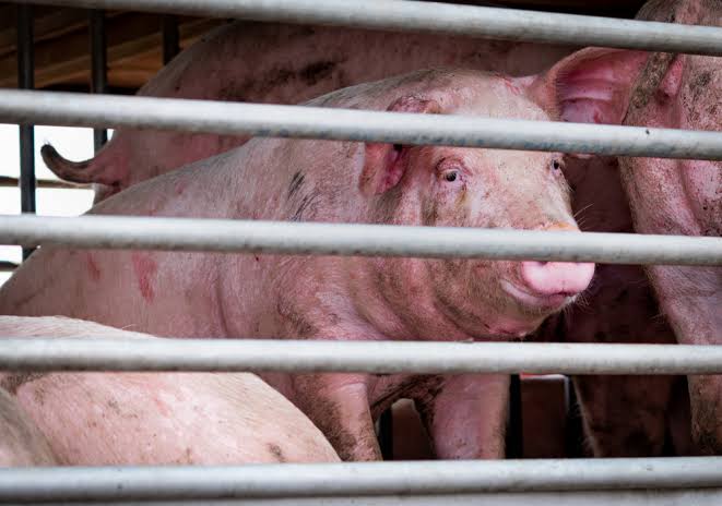 Alertă la Murgeni! Pesta porcină africană a lovit în Cârja – porcii se taie, zona se închide! – stiriest.ro