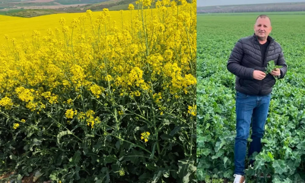 a plătit tot cash și scoate la vânzare 10.000 de tone de grâu – stiriest.ro