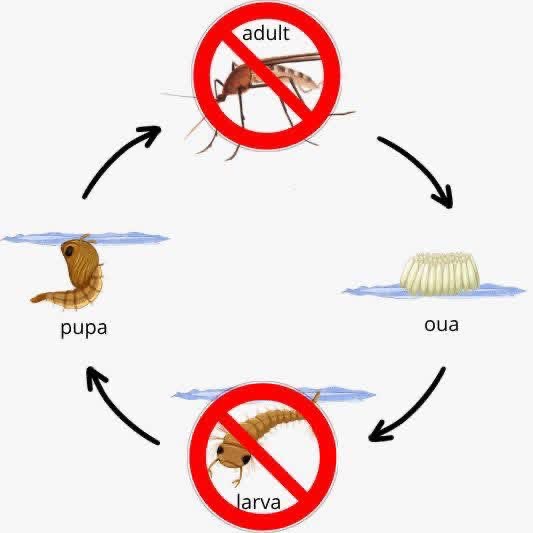 începe dezinsecția în Vaslui. Ce trebuie să știe oamenii – stiriest.ro