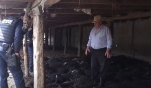 Noapte de coșmar pentru un fermier din Vaslui. Peste 130 de oi au fost ucise de câinii vagabonzi  – stiriest.ro