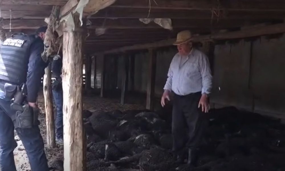 Noapte de coșmar pentru un fermier din Vaslui. Peste 130 de oi au fost ucise de câinii vagabonzi  – stiriest.ro