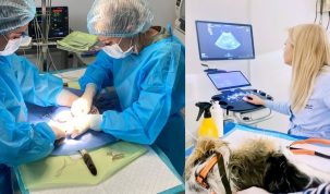 DMA VetLand – singura clinică veterinară din Tulcea cu doctor în parazitologie