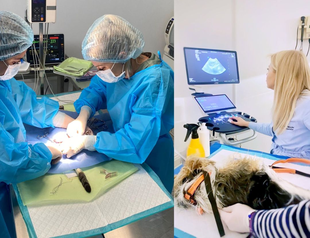 DMA VetLand – singura clinică veterinară din Tulcea cu doctor în parazitologie