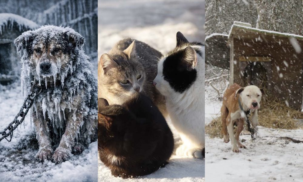 Gerul ucide în tăcere. Un apel simplu pentru animalele lăsate afară – stiriest.ro