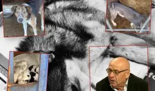 Afacerea câinilor. Cum s-au transformat banii publici în suferință și moarte – stiriest.ro