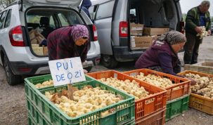 Atenționare DSVSA Tulcea: cumpărarea puilor „din mașini” poate aduce boli în gospodării