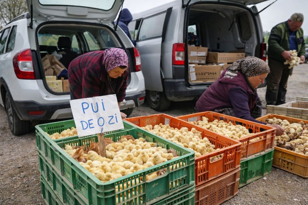 Atenționare DSVSA Tulcea: cumpărarea puilor „din mașini” poate aduce boli în gospodării