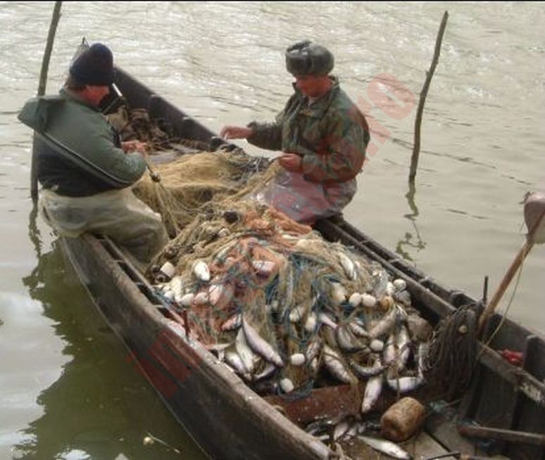 Dispută între pescari și ARBDD pe cota de scrumbie: Sute de pescari rămân fără permisul de pescuit?