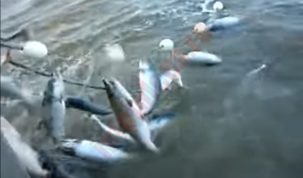 Plase de pescuit ilegale la Sfântu Gheorghe: 12 kilograme de scrumbie în 400 de metri de plase