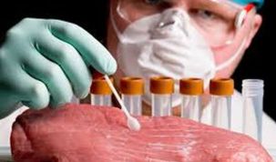 Paraziți Trichinella spiralis descoperiți în carnea unui porc sacrificat la Jijila